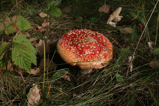 Piękne muchomory 1
