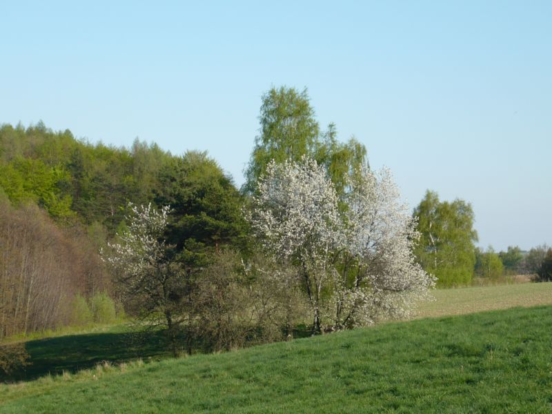 Białe jest pikne!