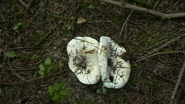 Papuiżki nierozłączki.