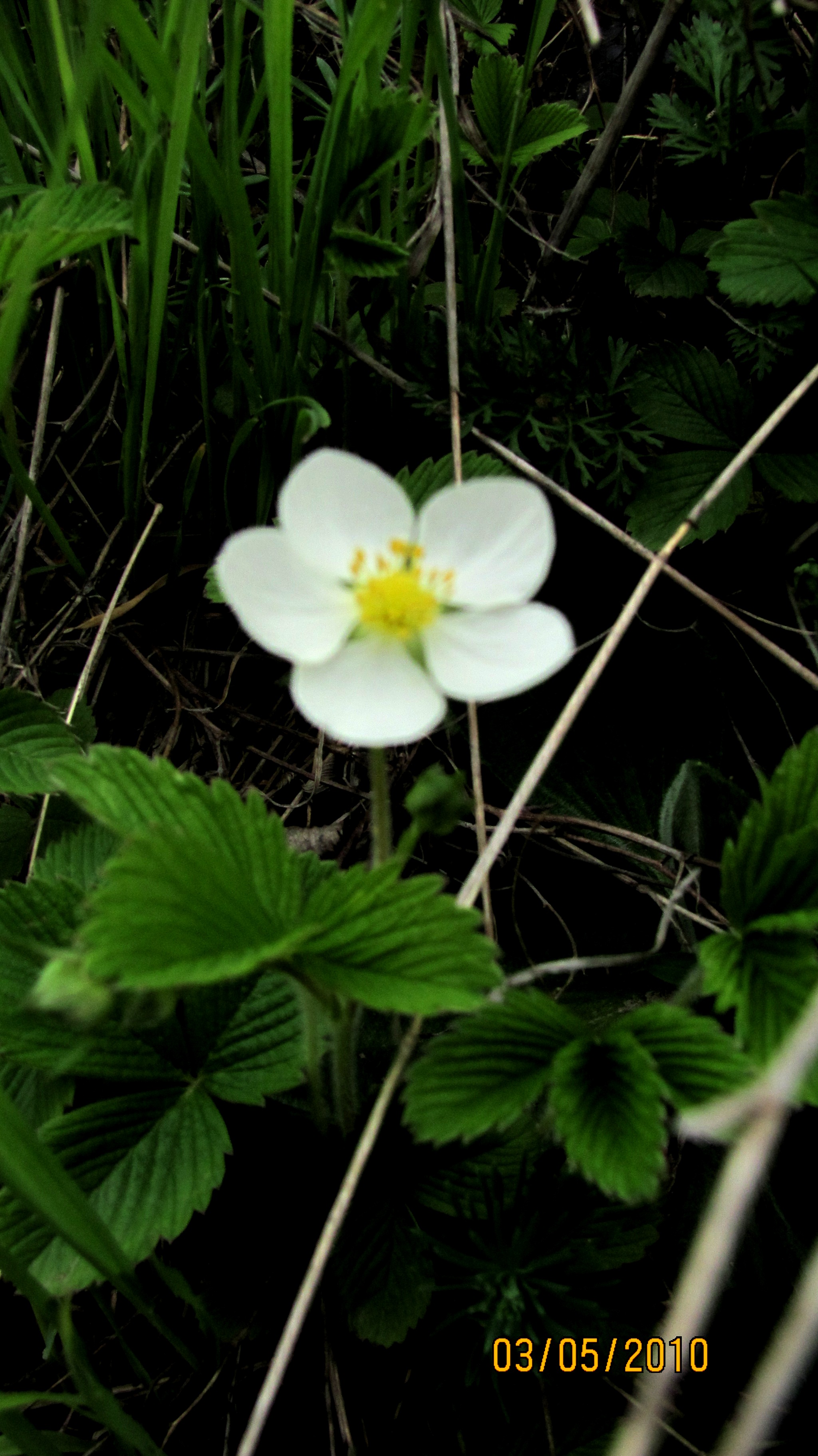 Kwiat poziomki