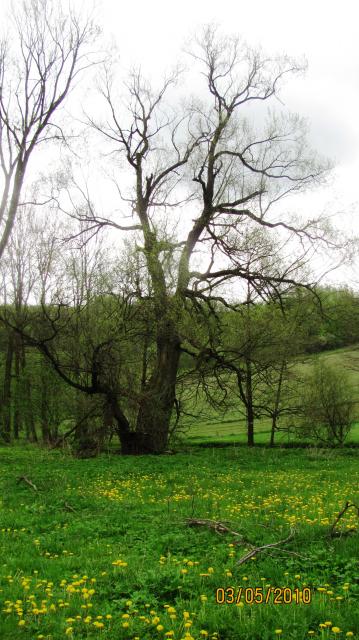 Umajona łąka